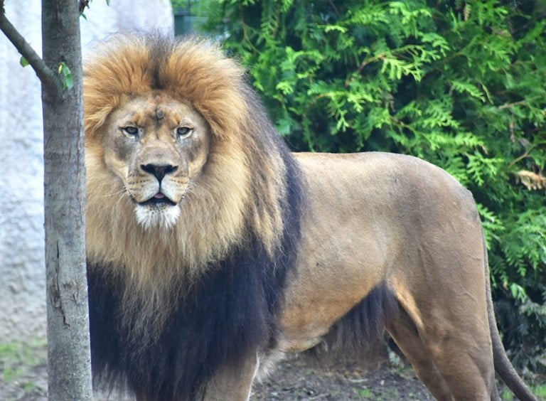 The Akron Zoo Sweepstakes